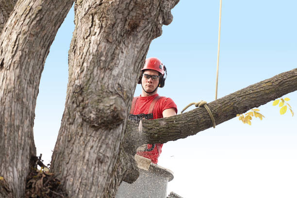 How Our Tree Care Process Works  in  Batesville, MS